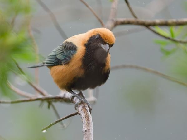 Sabeltangare (Tangara cayana)